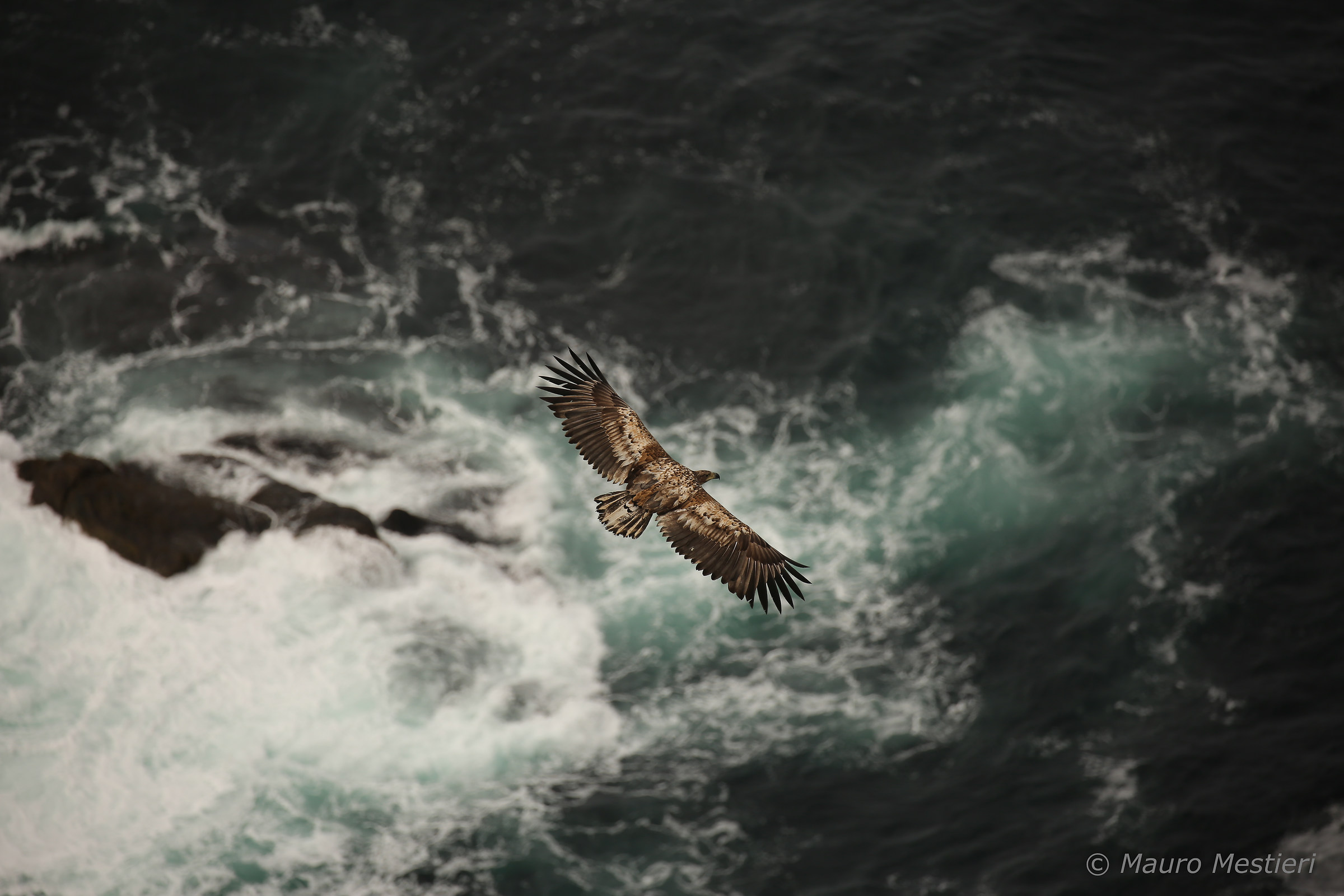 White tailed eagle 3