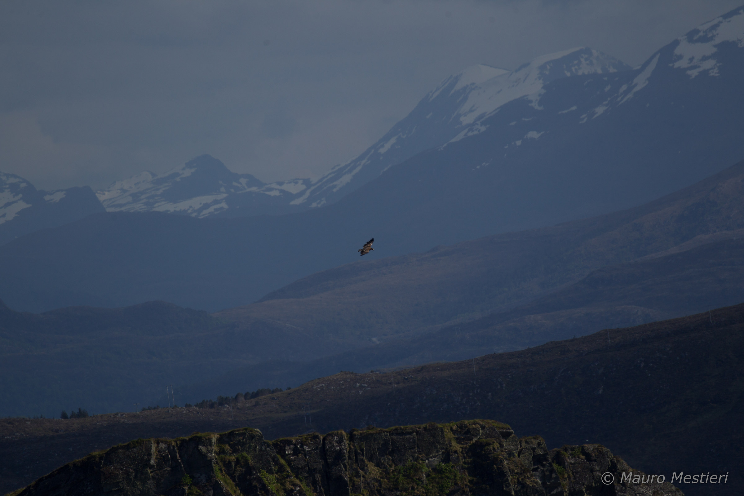 White tailed eagle on the mountains