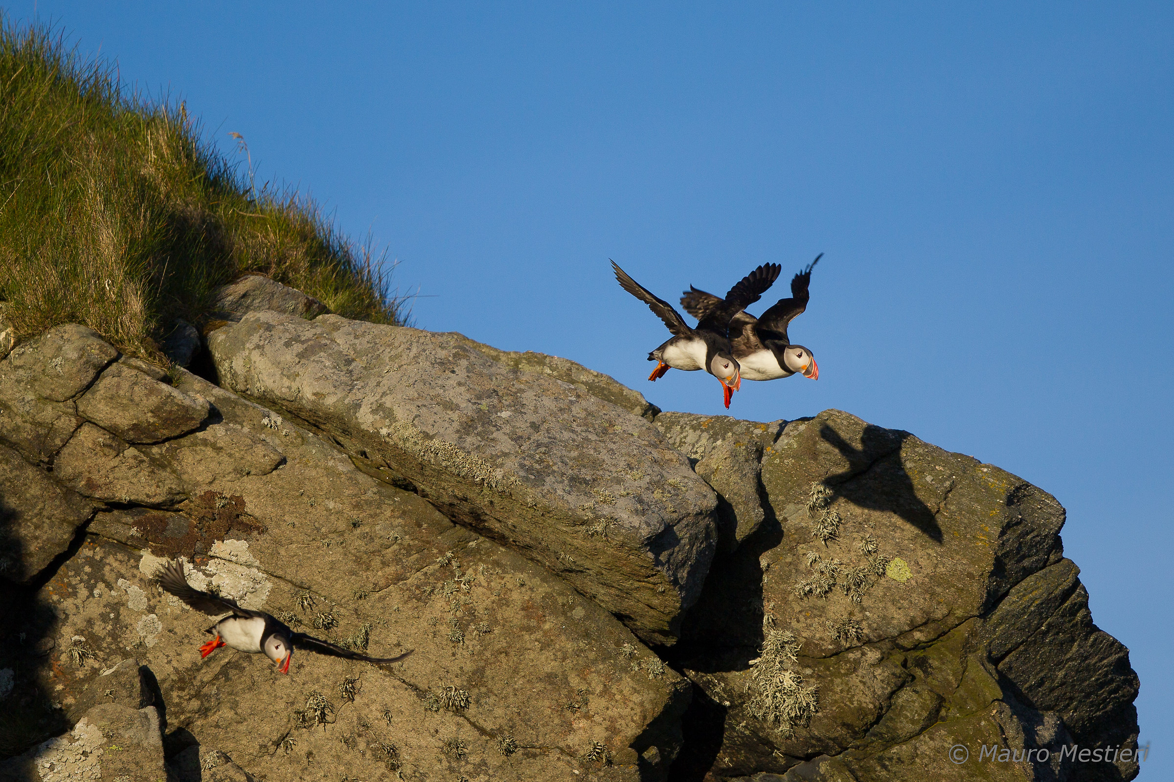 Puffins
