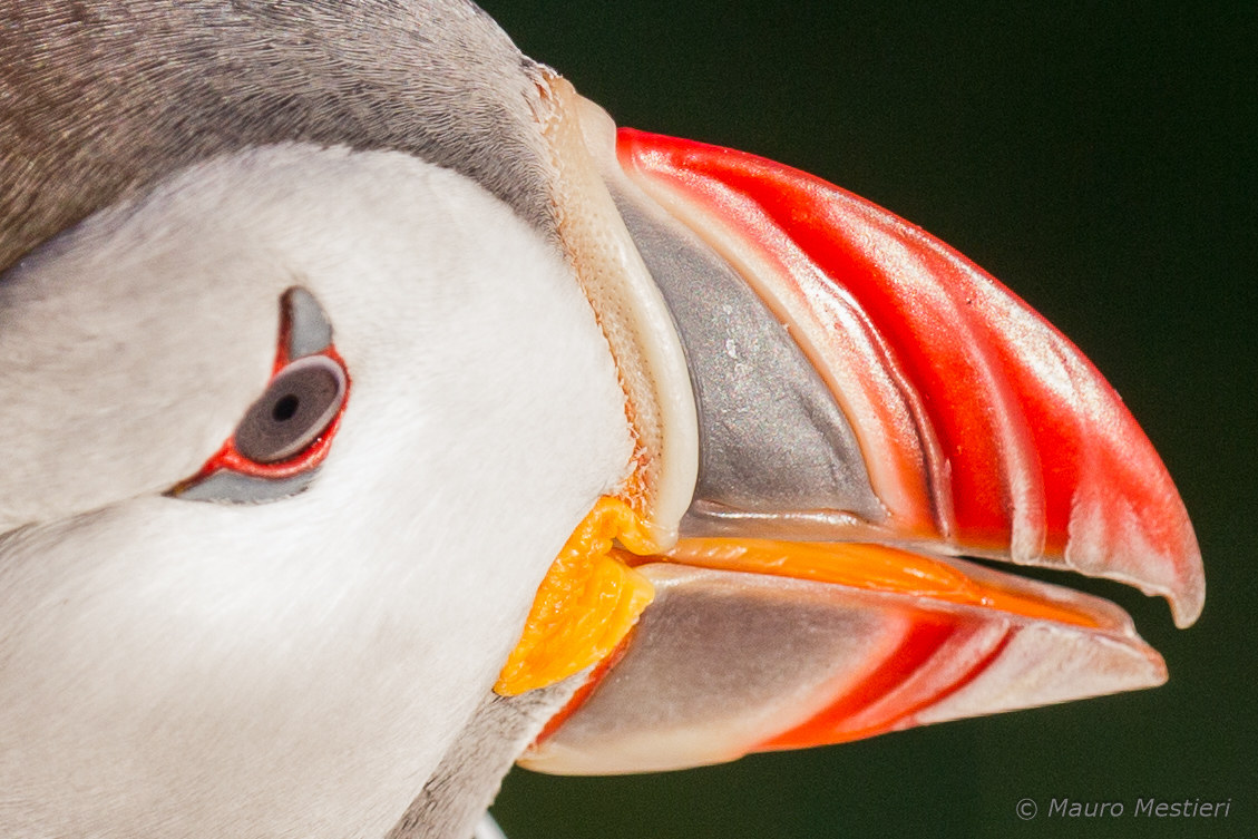 Puffin (detail)