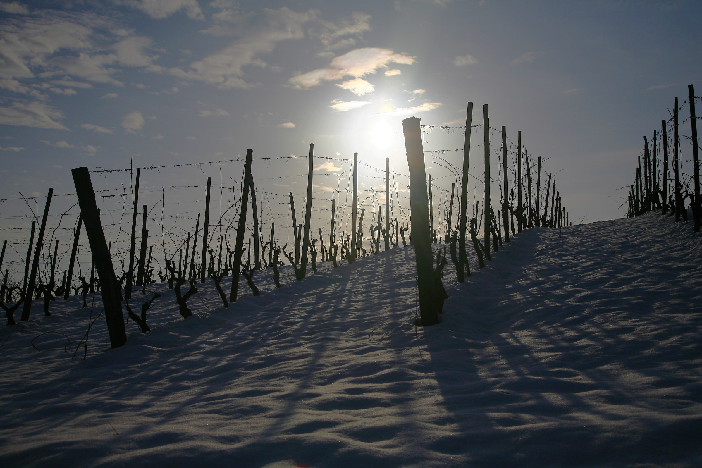 Vigneti innevati 3