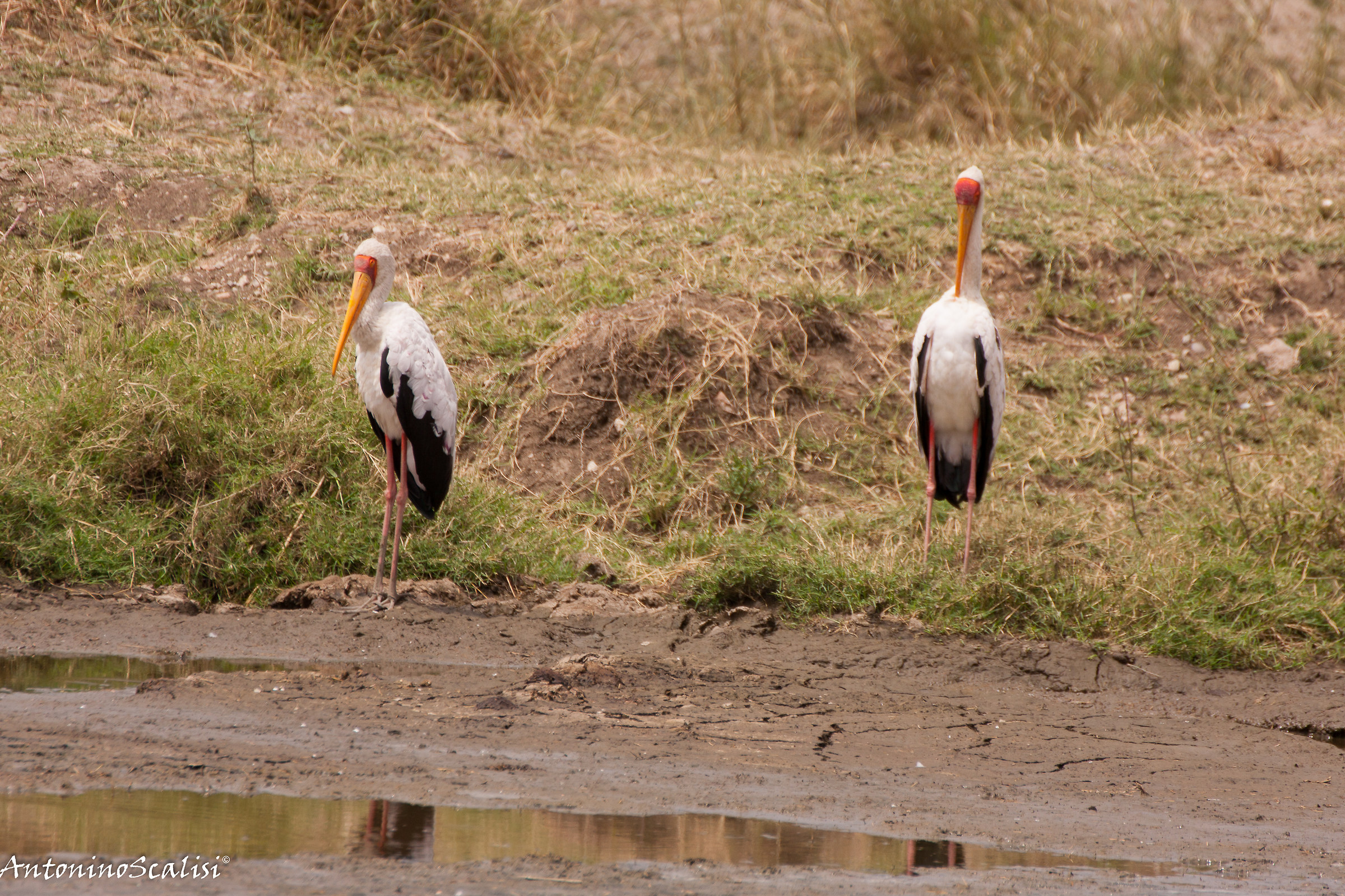 Yellow-billed stork