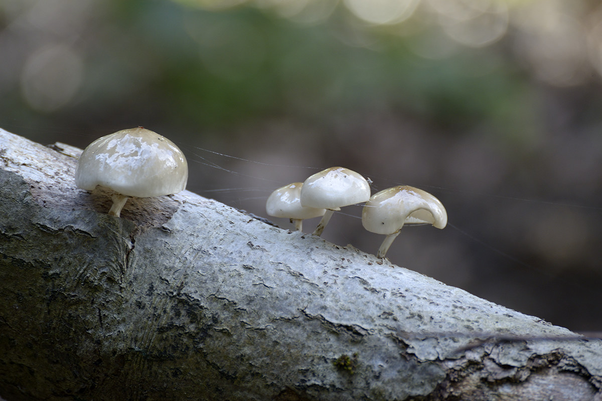 Mushrooms (1)