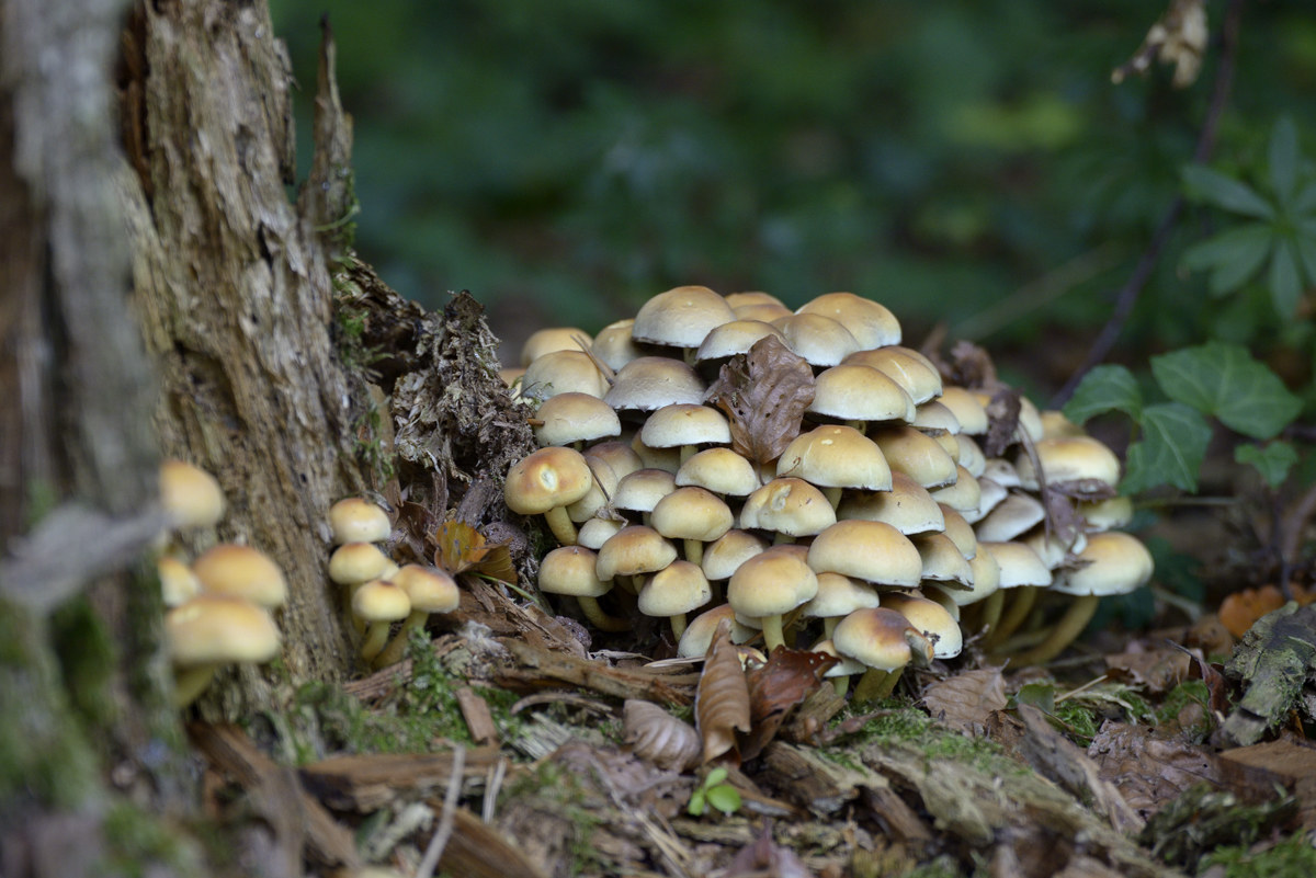 Mushrooms (2)