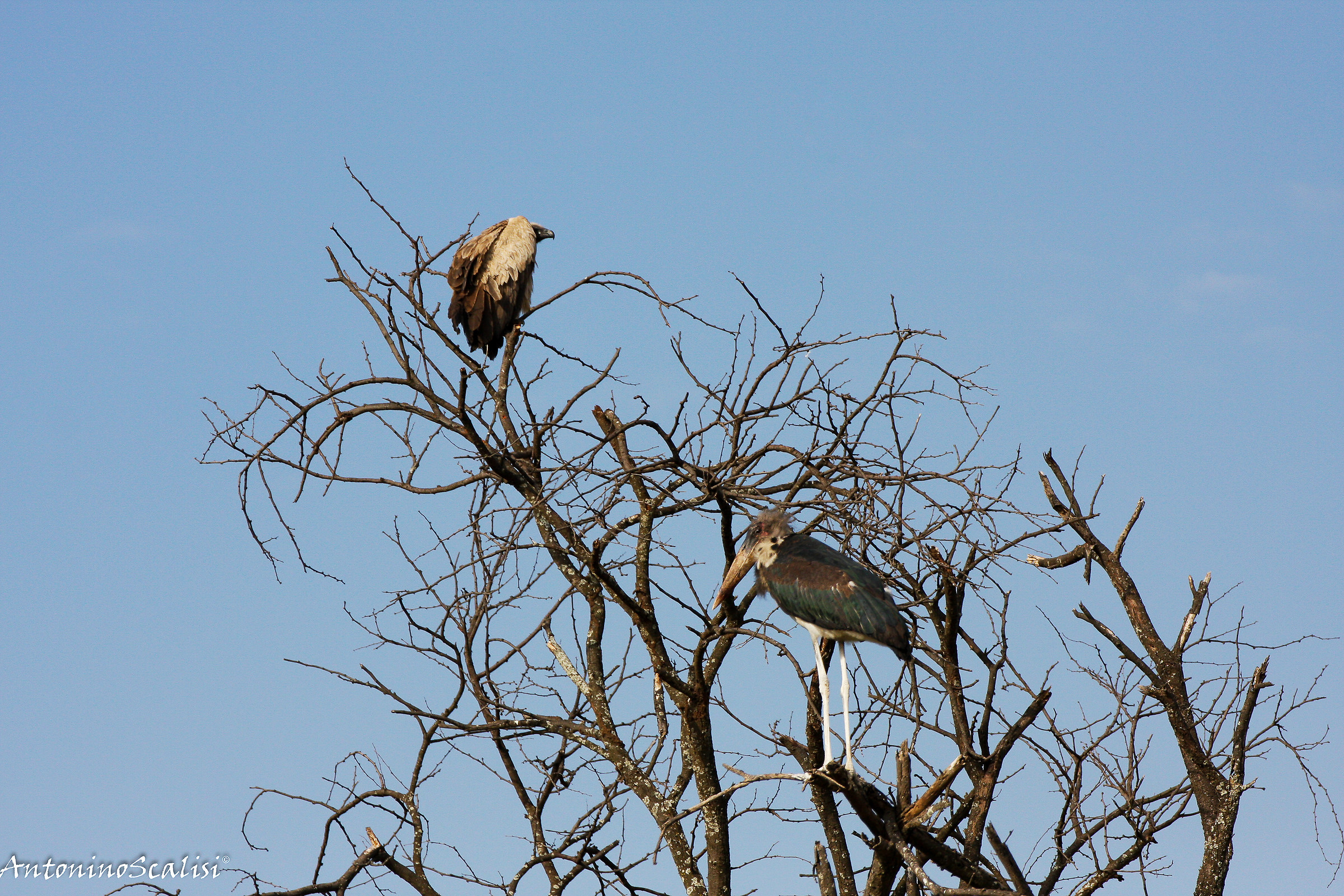Marabou stork and vulture