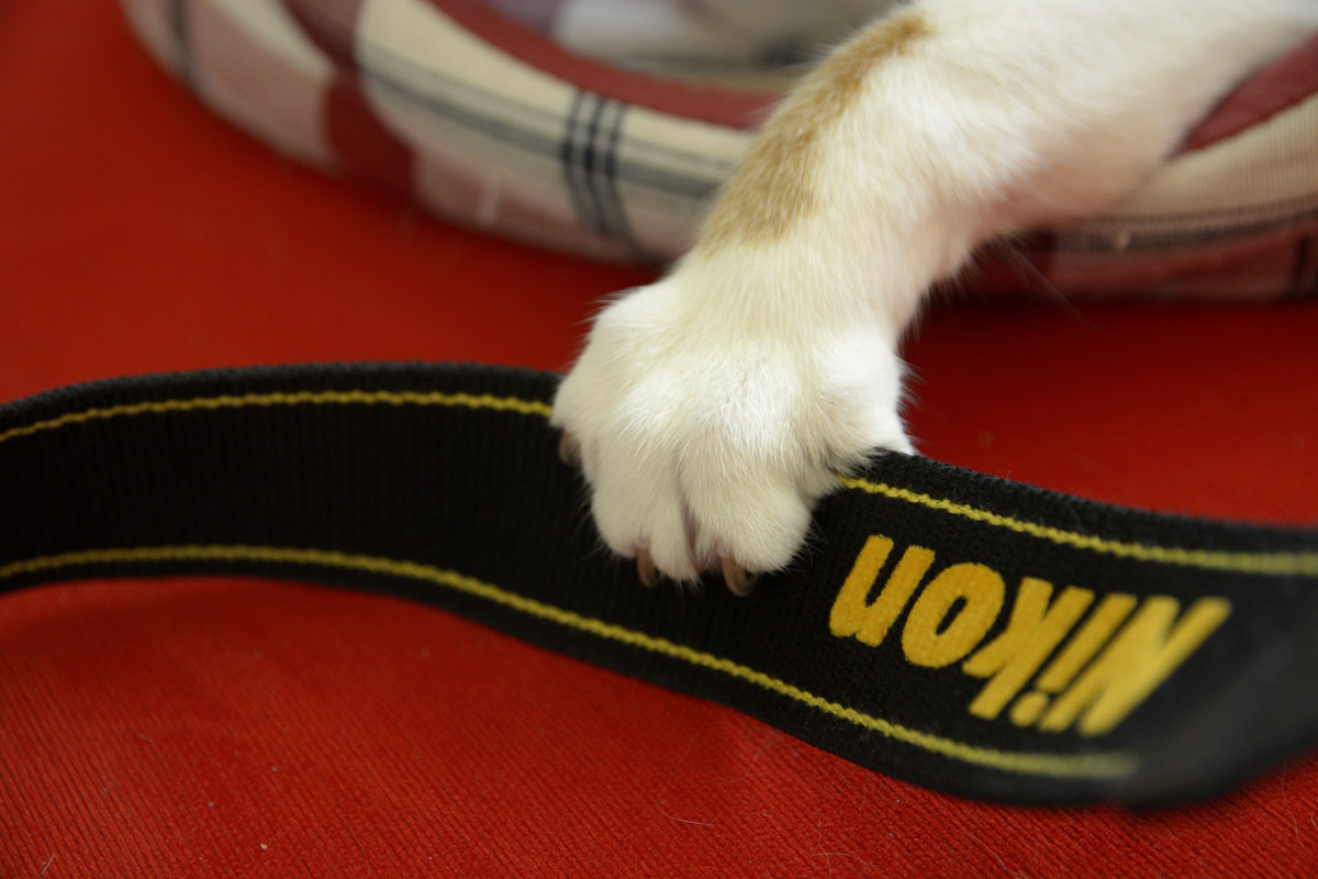 Even the cat like Nikon
