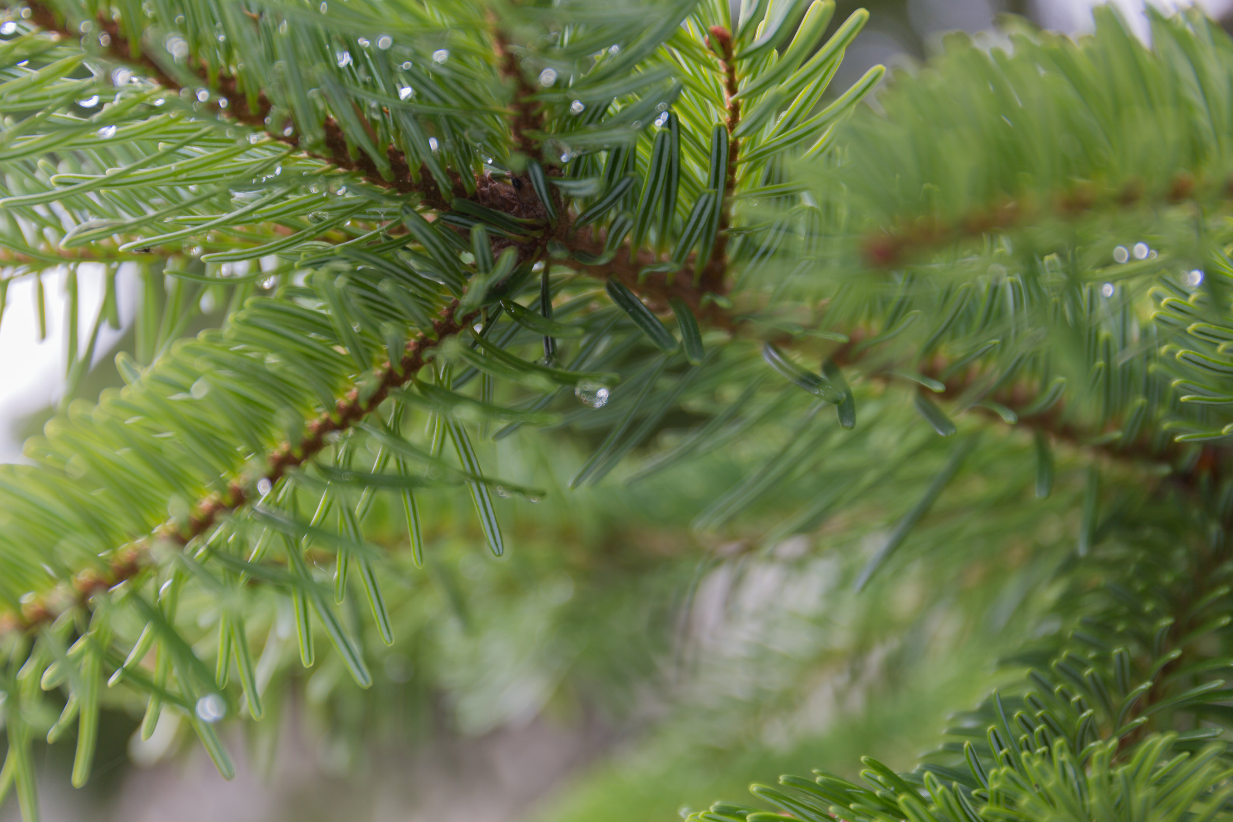 Drops in the balance