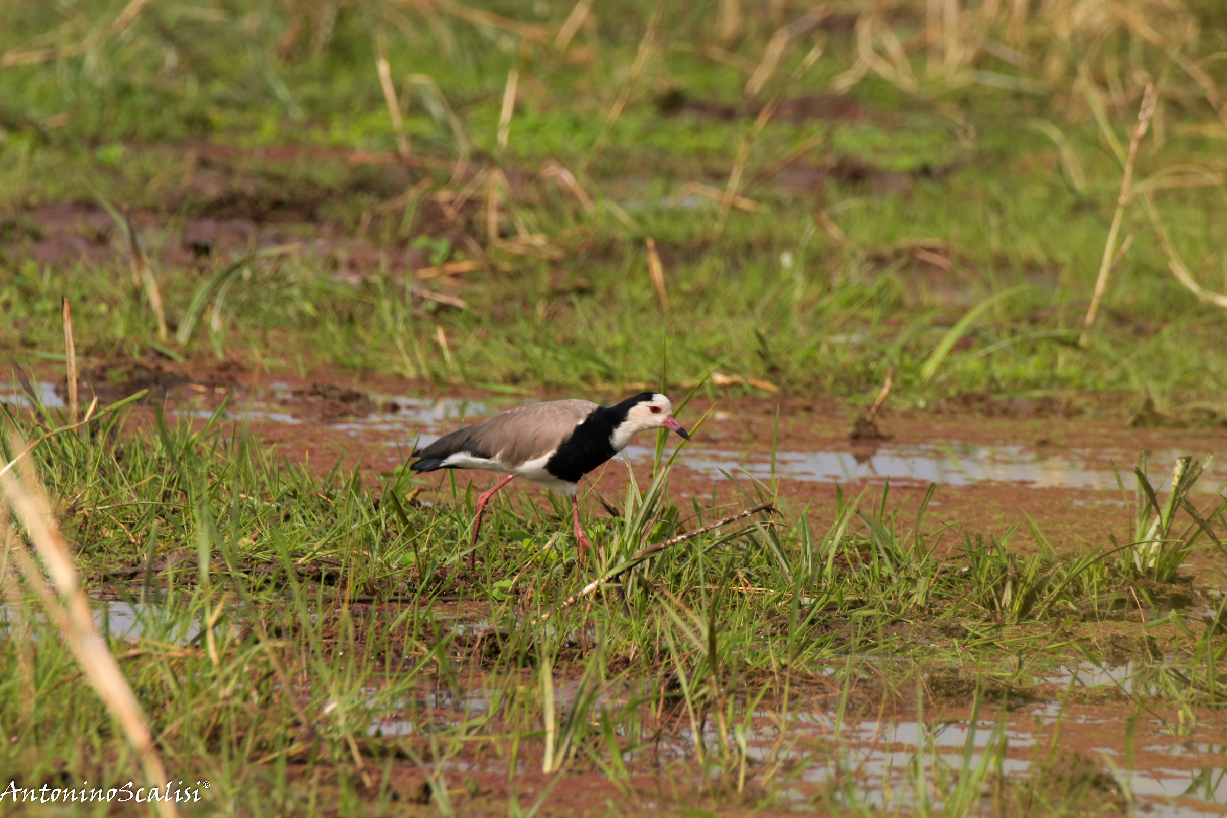 Pavoncella  crassirostris
