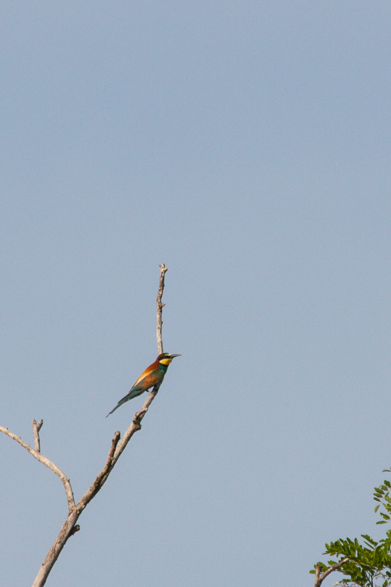 Gruccione far away ... :-(