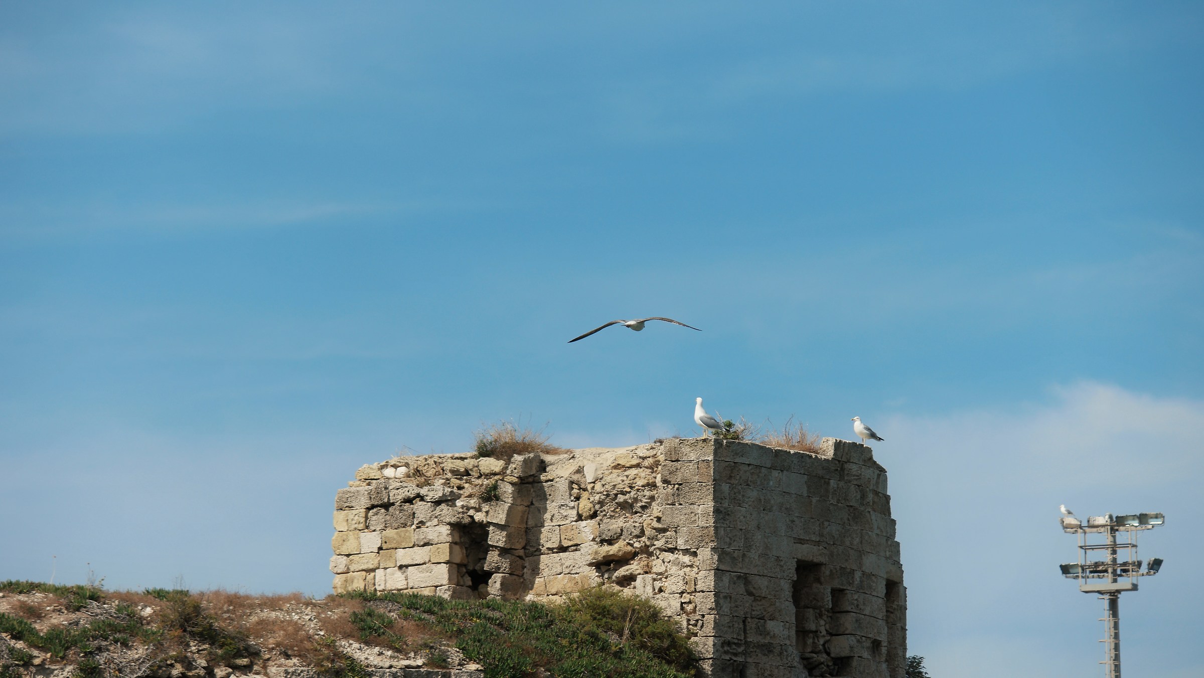 torretta del Rivellono... particolari i Gabbiani