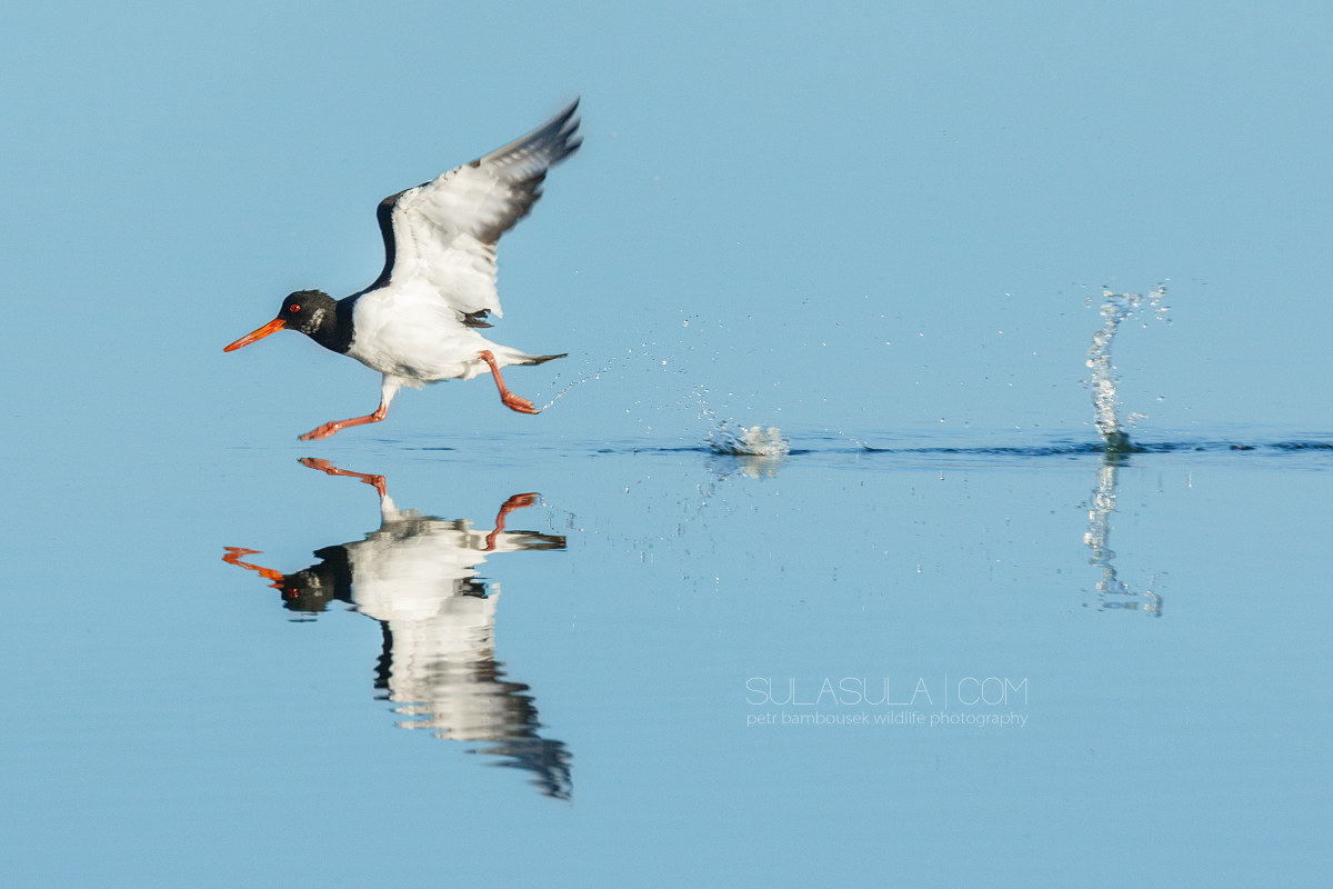 Running Oystercatcher