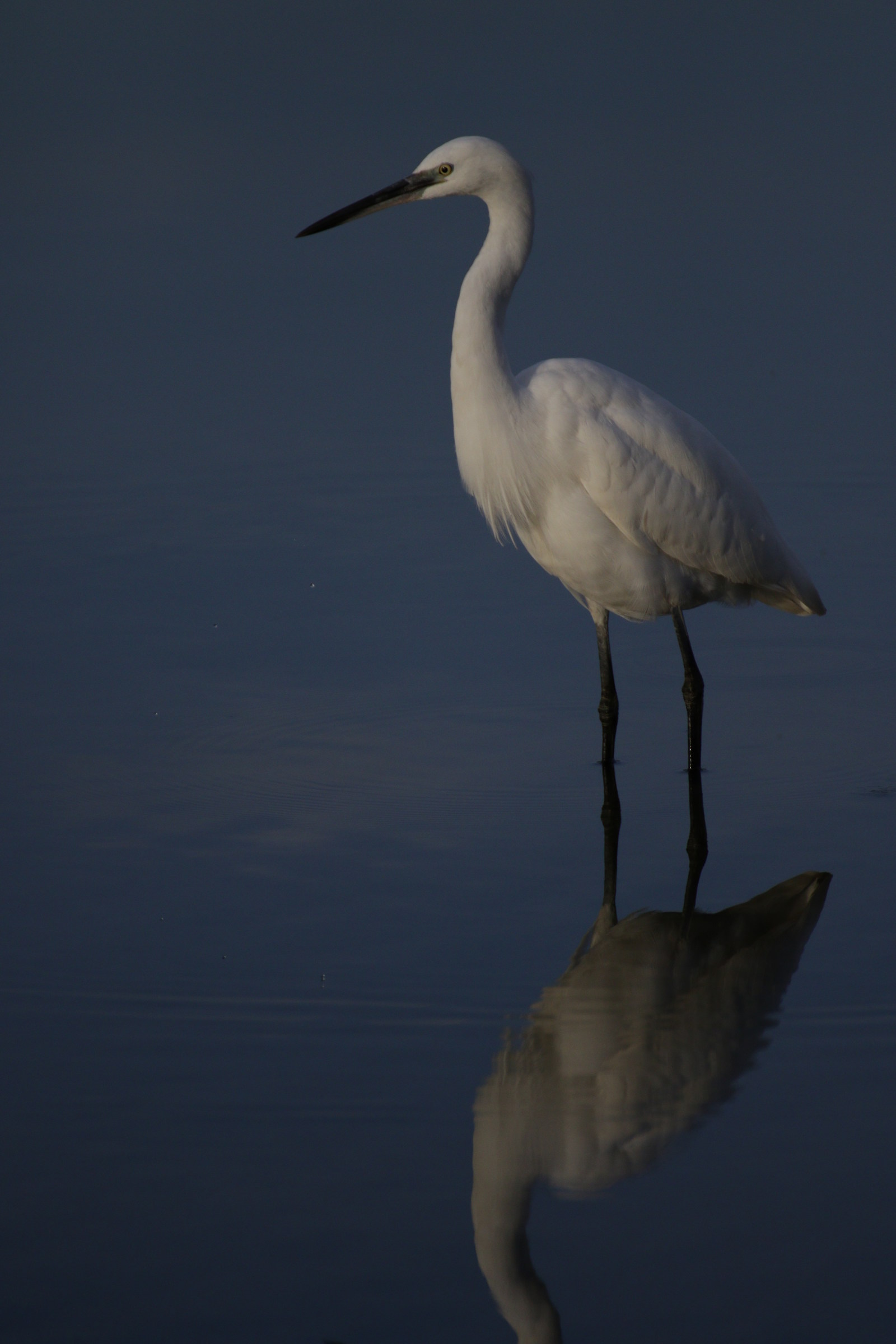 Egret evening