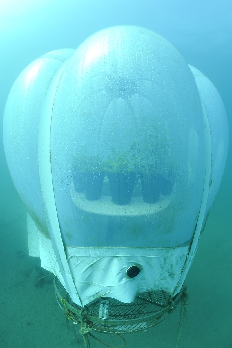 Coltivazioni Sommerse