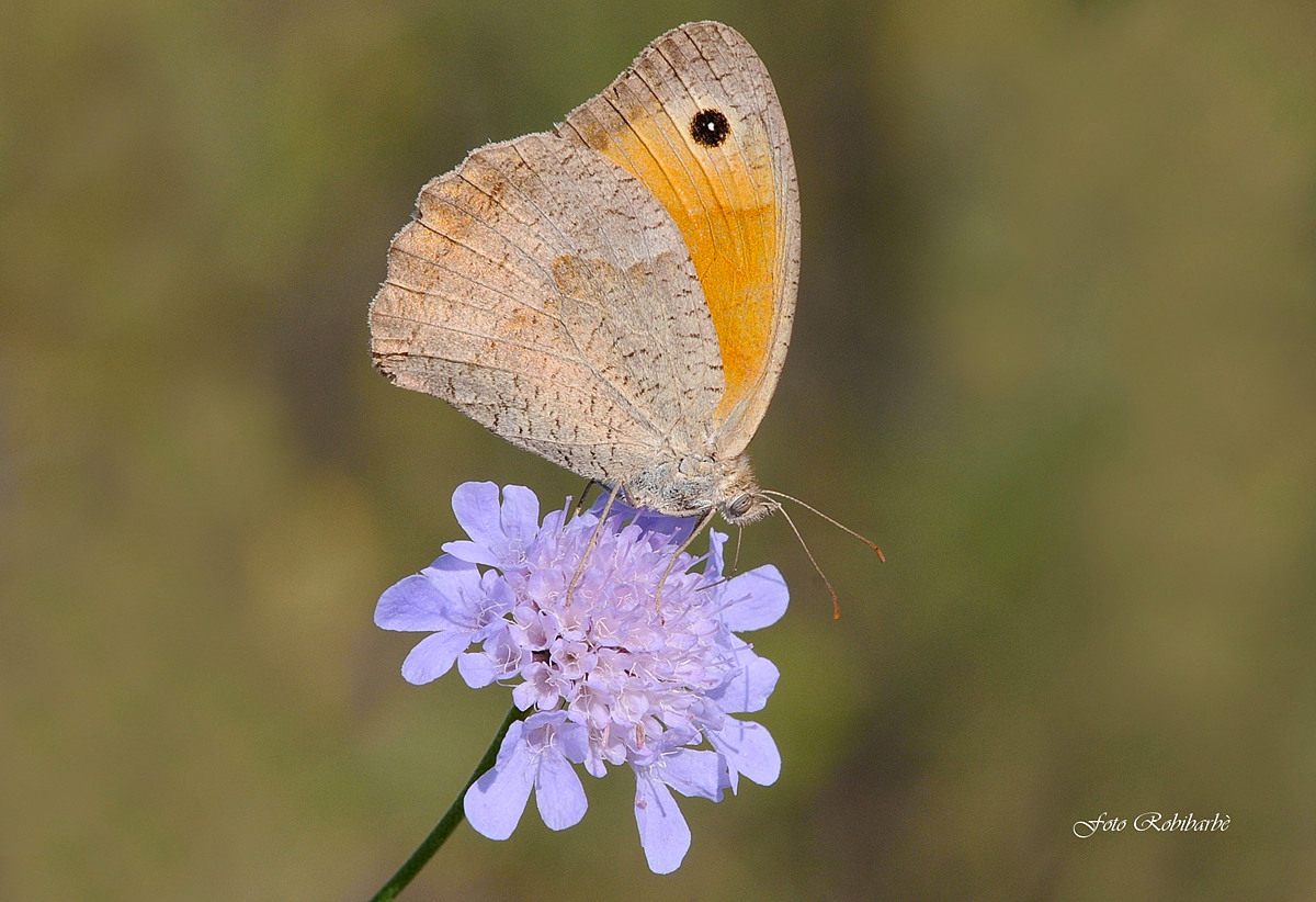 Satyrus ferula/ Satiro comune...femmina...