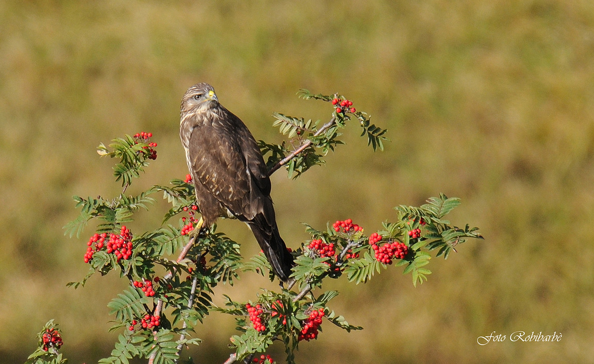 Il sorbo e la poiana....