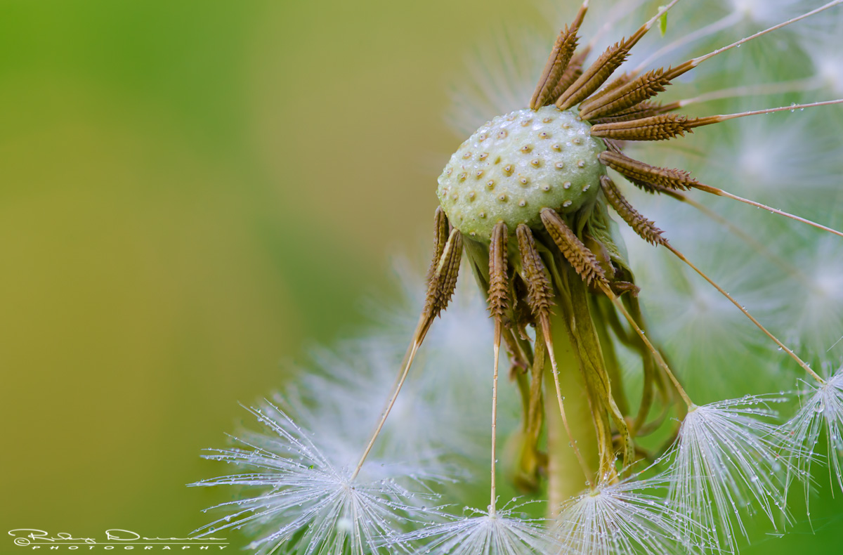 Life is a gentle breeze