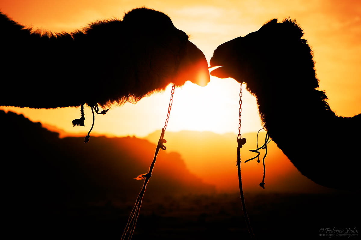 Camel silhouette