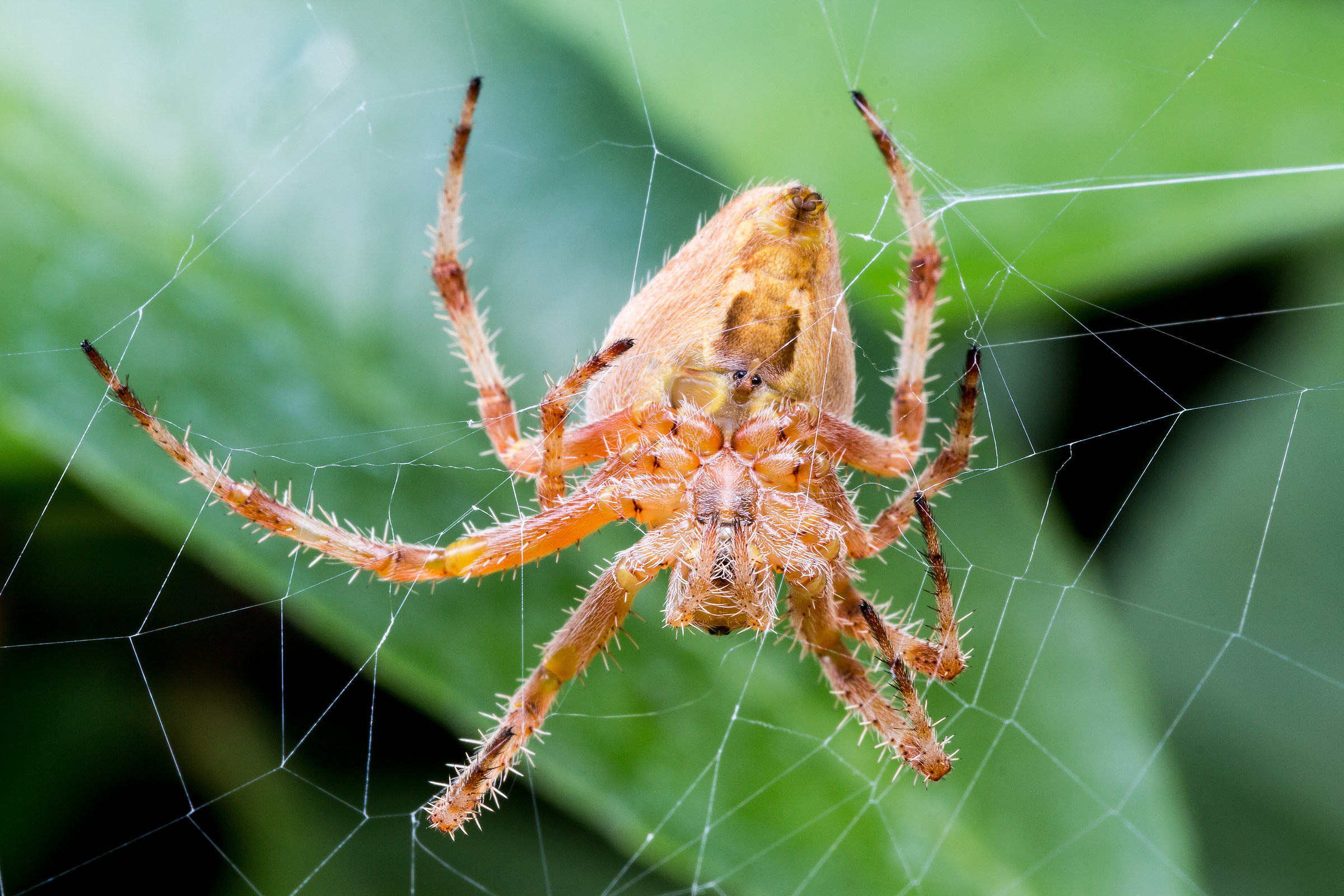 Araneus diadematus femmina