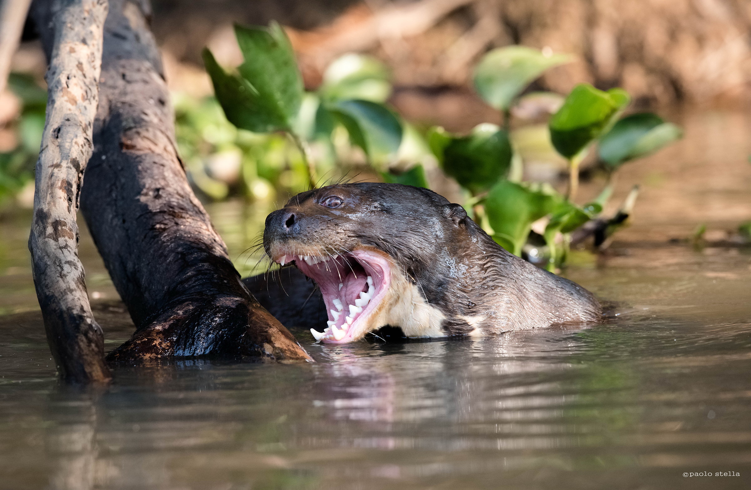 Giant Otter (Pteronura brasiliensis)