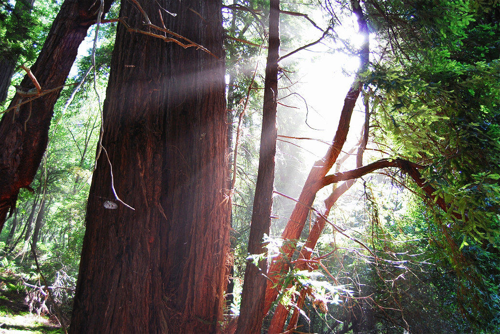 Muir Woods