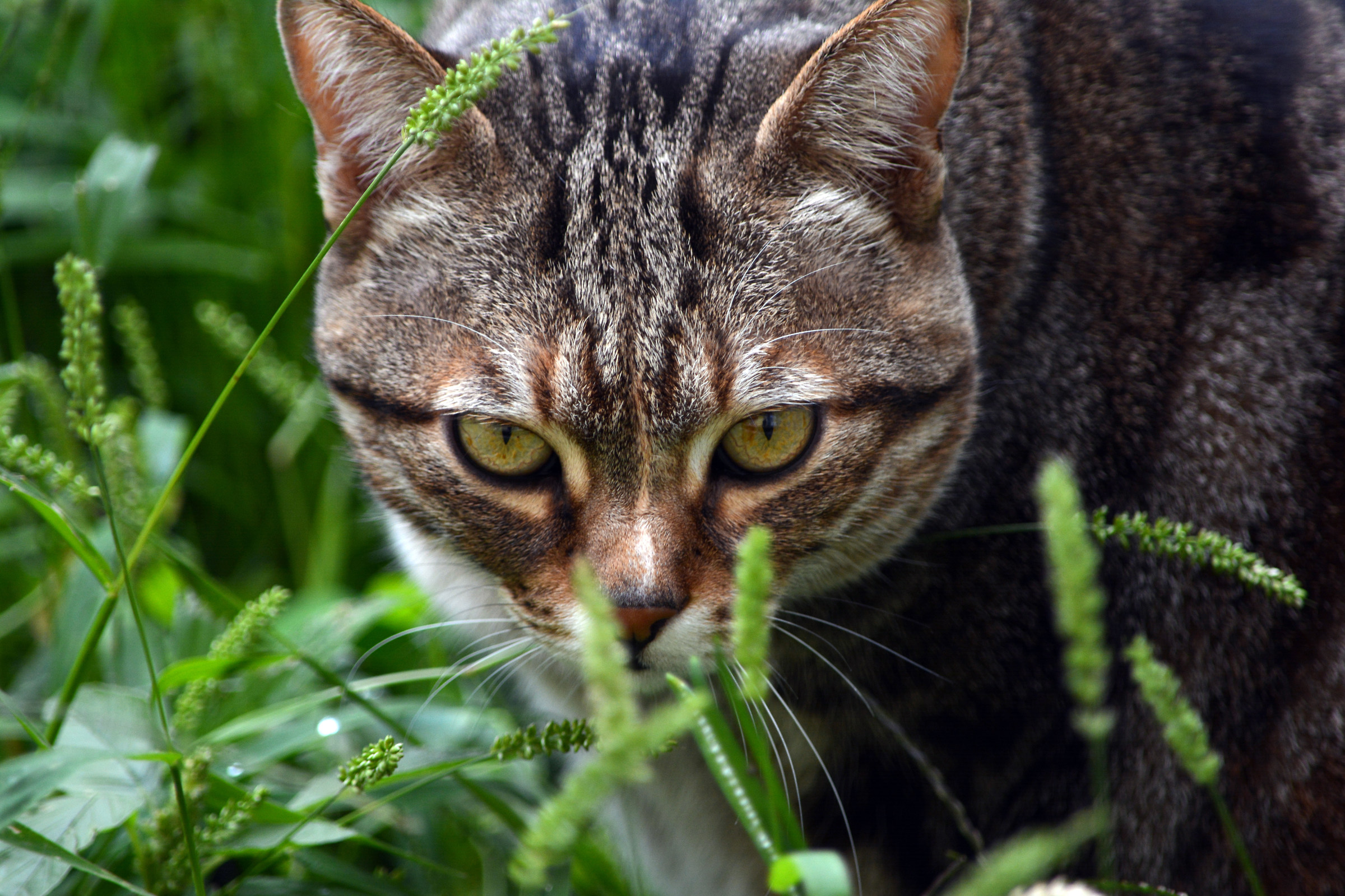 ... And now on the hunt