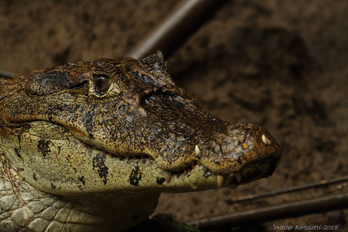 spectacled caiman (Caiman crocodilus)