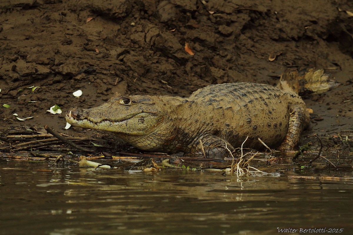 spectacled caiman (Caiman crocodilus)