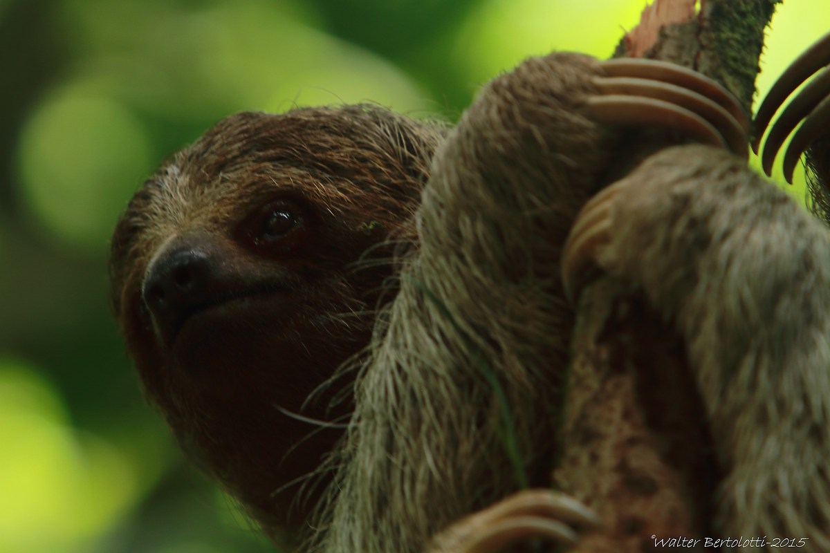 sloth variegated (brown-throated sloth)