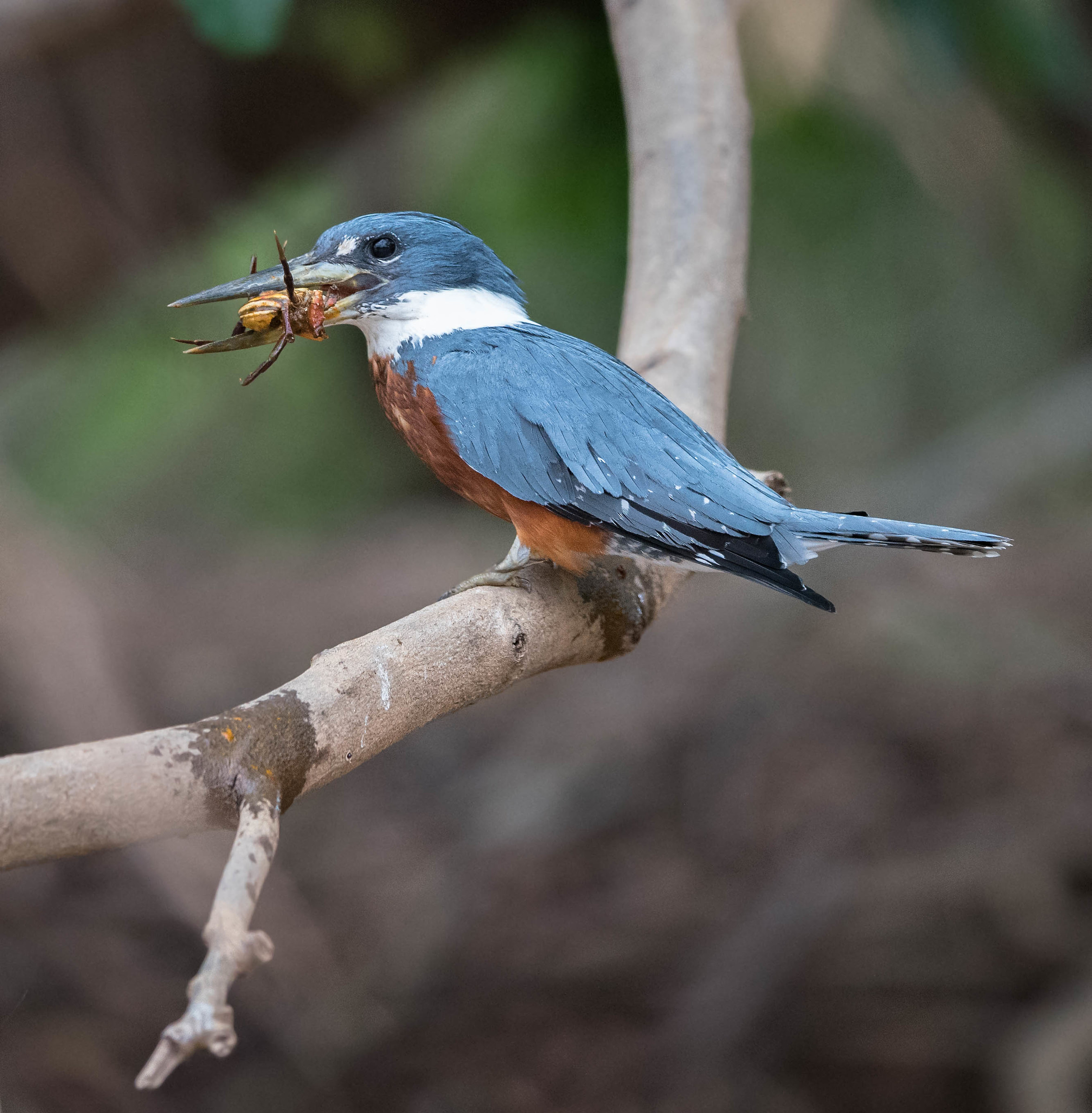 Ringed kingfisher (Megaceryle torquata)