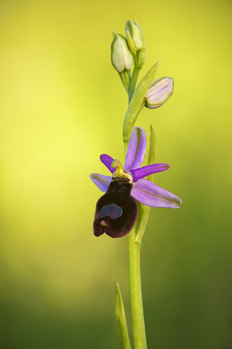 Ophrys benacensis