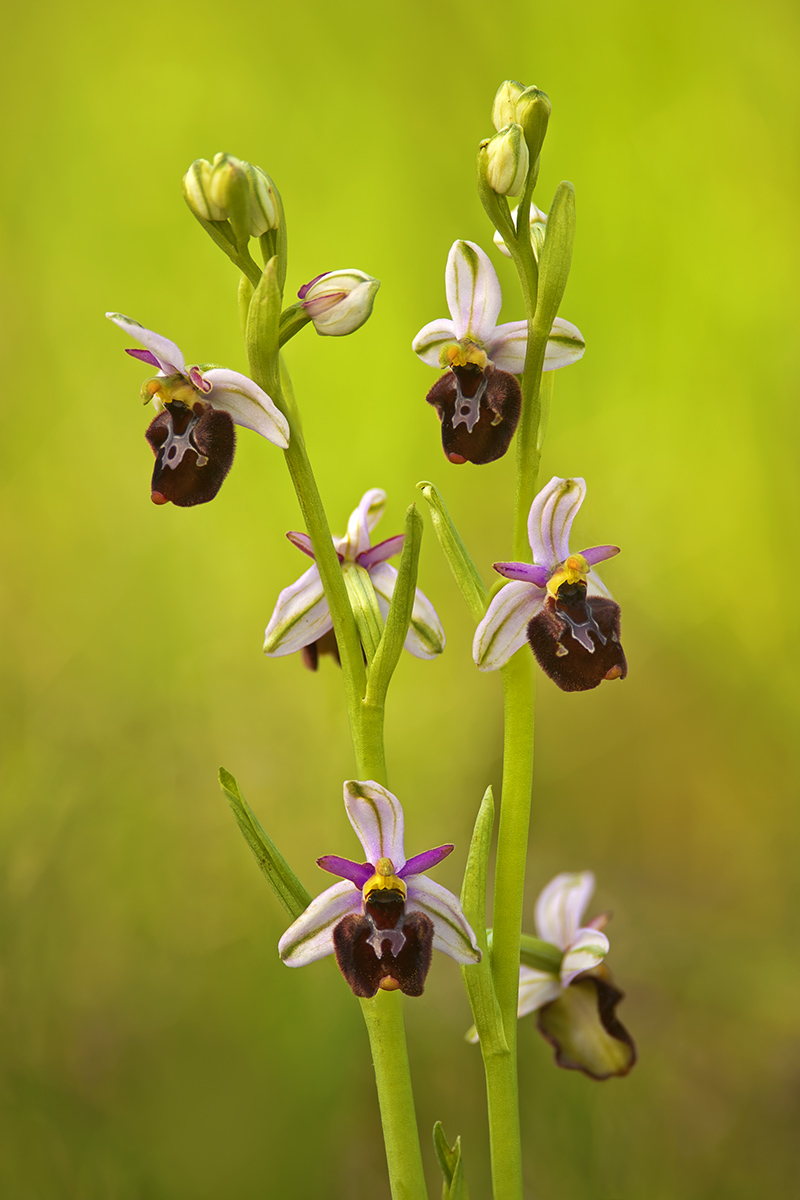 Ibridi Ophrys fuciflora x benacensis