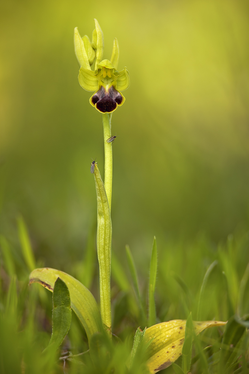 Ophrys fusca