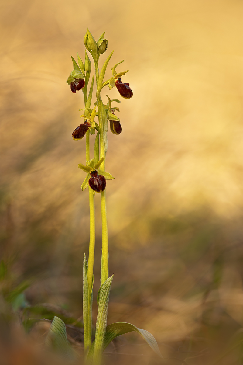 Ophrys sphegodes