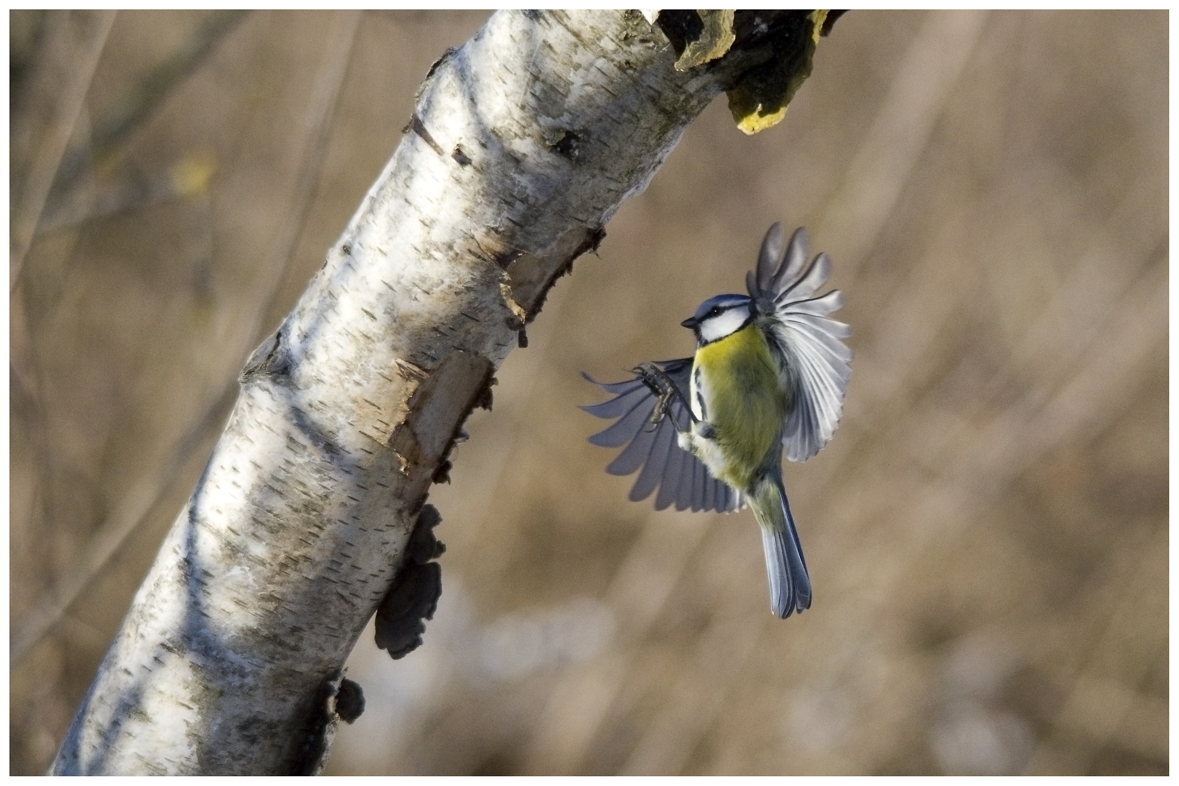 Cinciarella in atterraggio su tronco di betulla