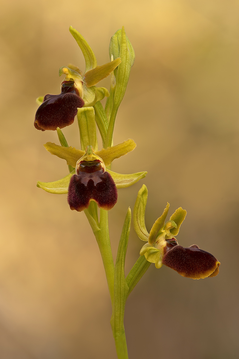 Ophrys sphegodes 2