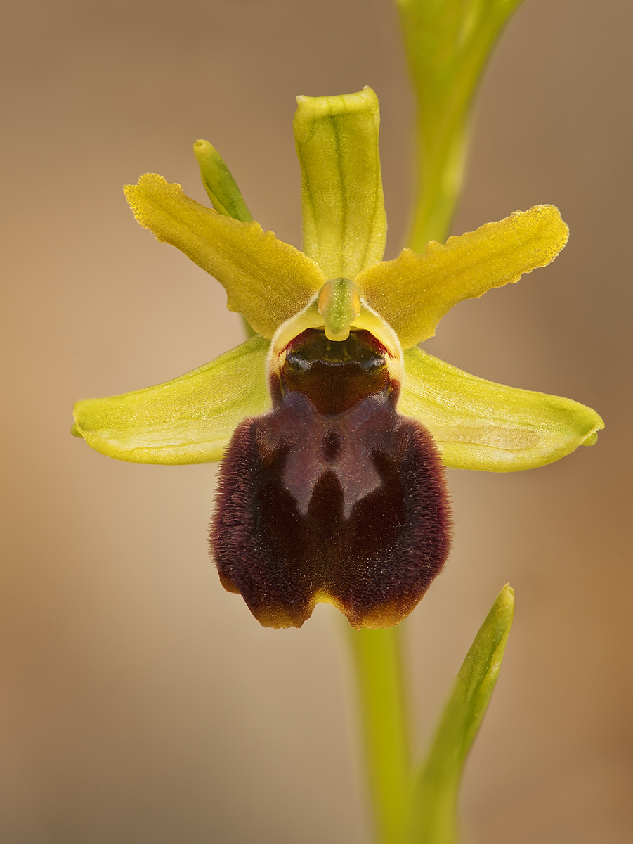 Ophrys sphegodes 3