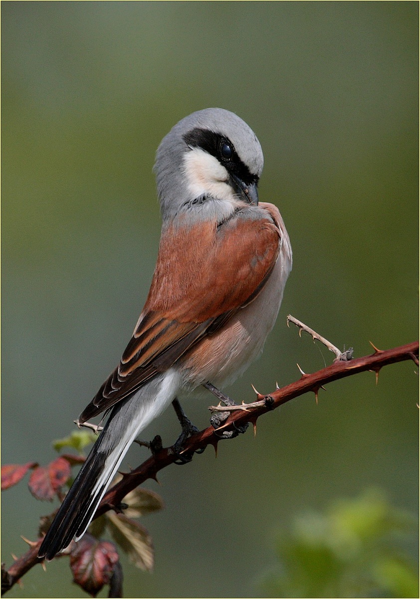 maschio di averla piccola,,