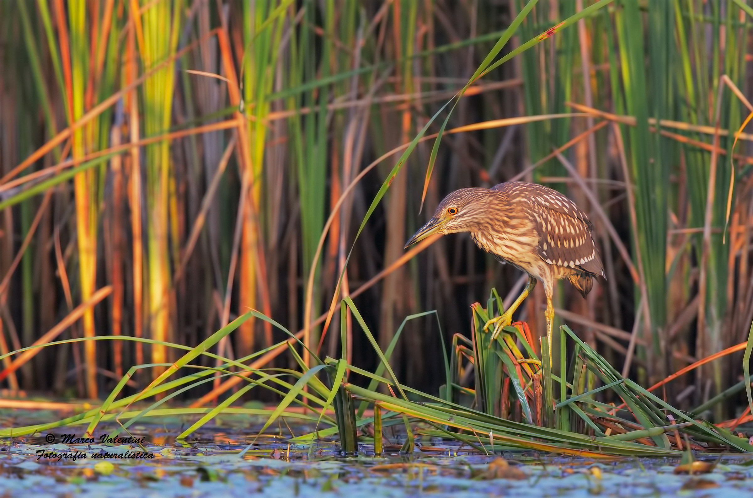 The colors of the marsh