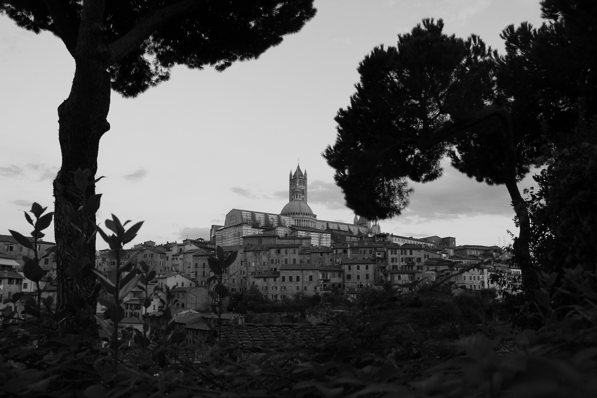 Siena B&W