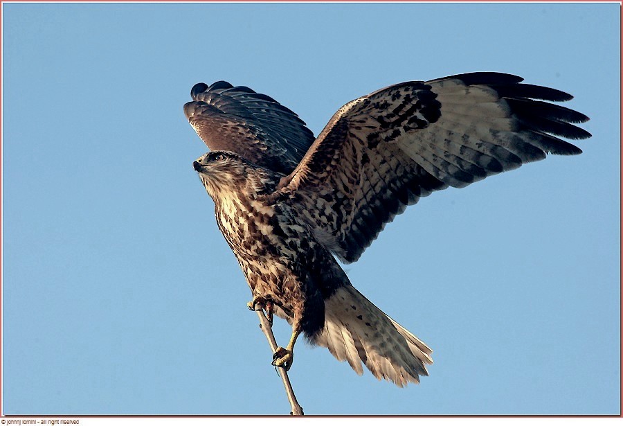 poiana,, canon ,,ob, 300,mm, + 1,8   parco del ticino