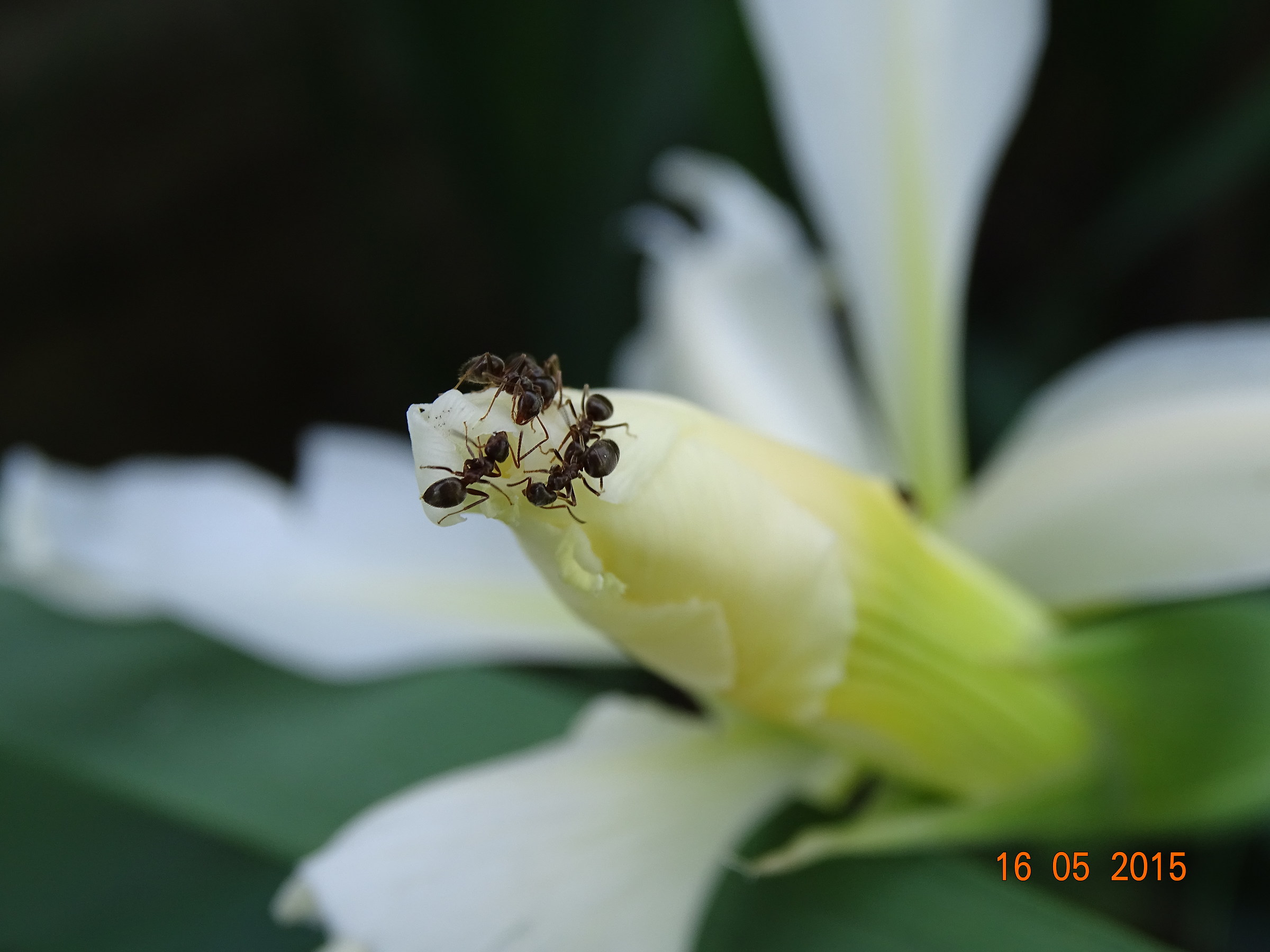 Ants on iris