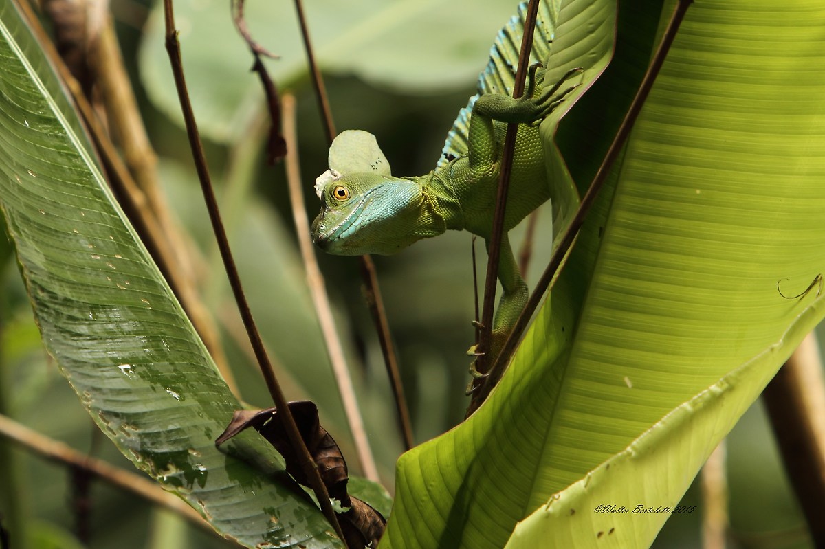 plumed basilisk (Basiliscus plumifrons)