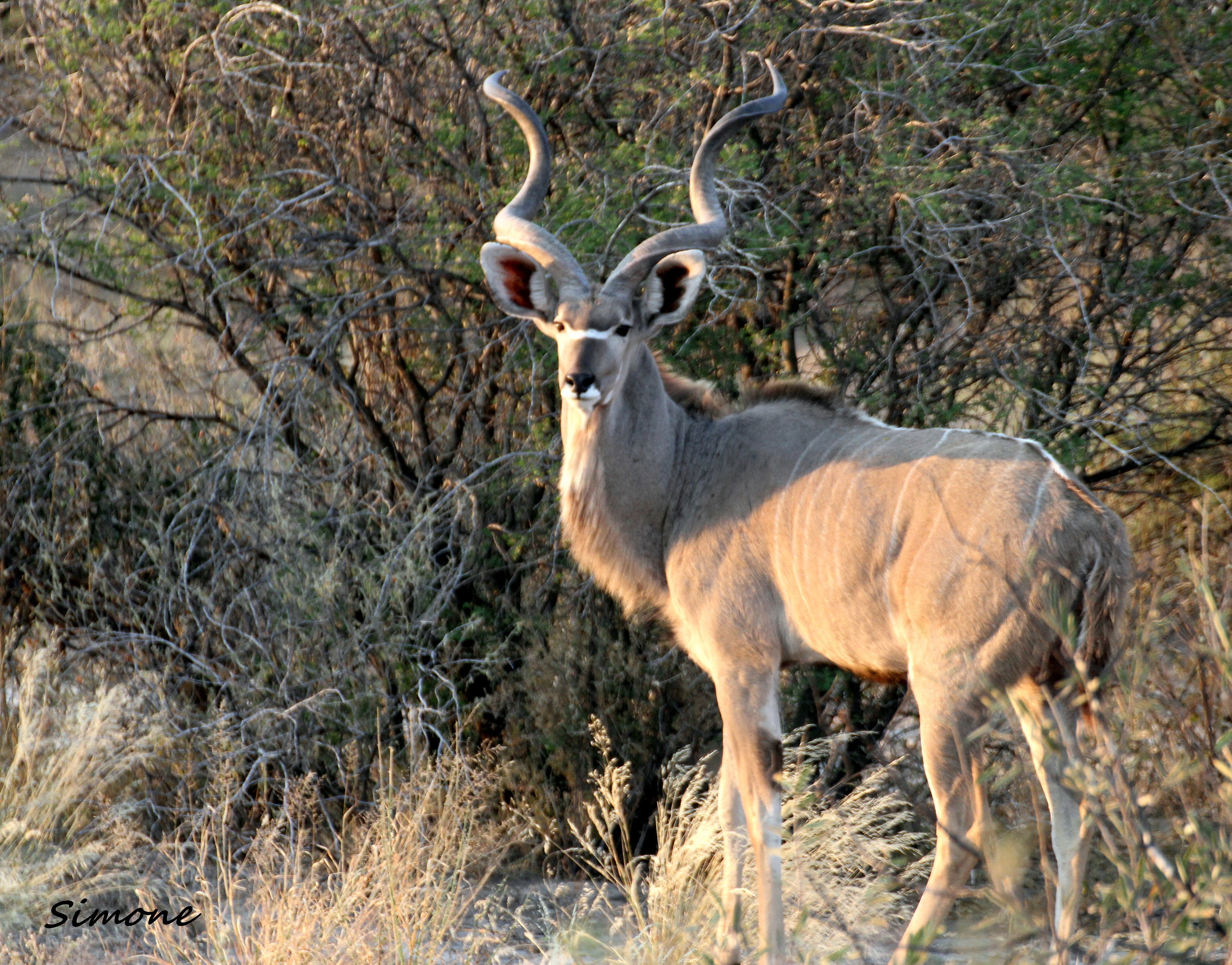 Kudu