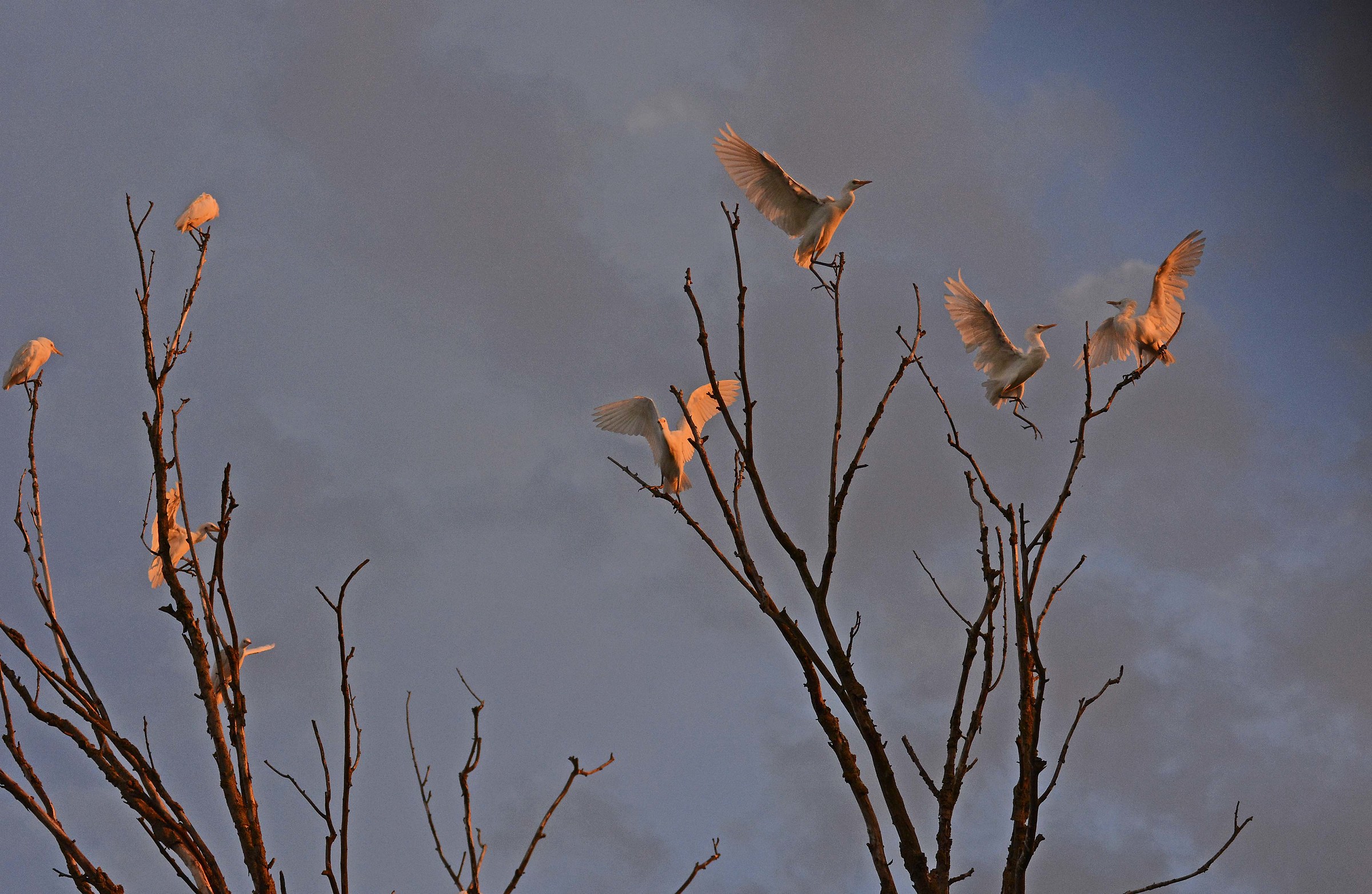 Herons Egrets at Sunset