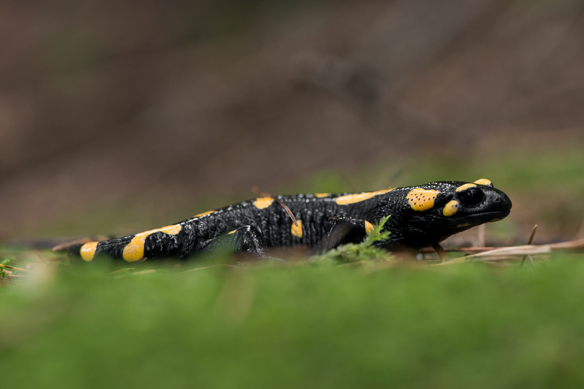 salamandra pezzata
