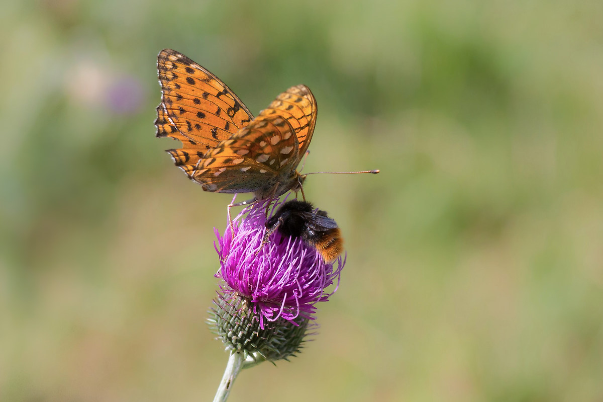 Convidar, a beautiful example from nature