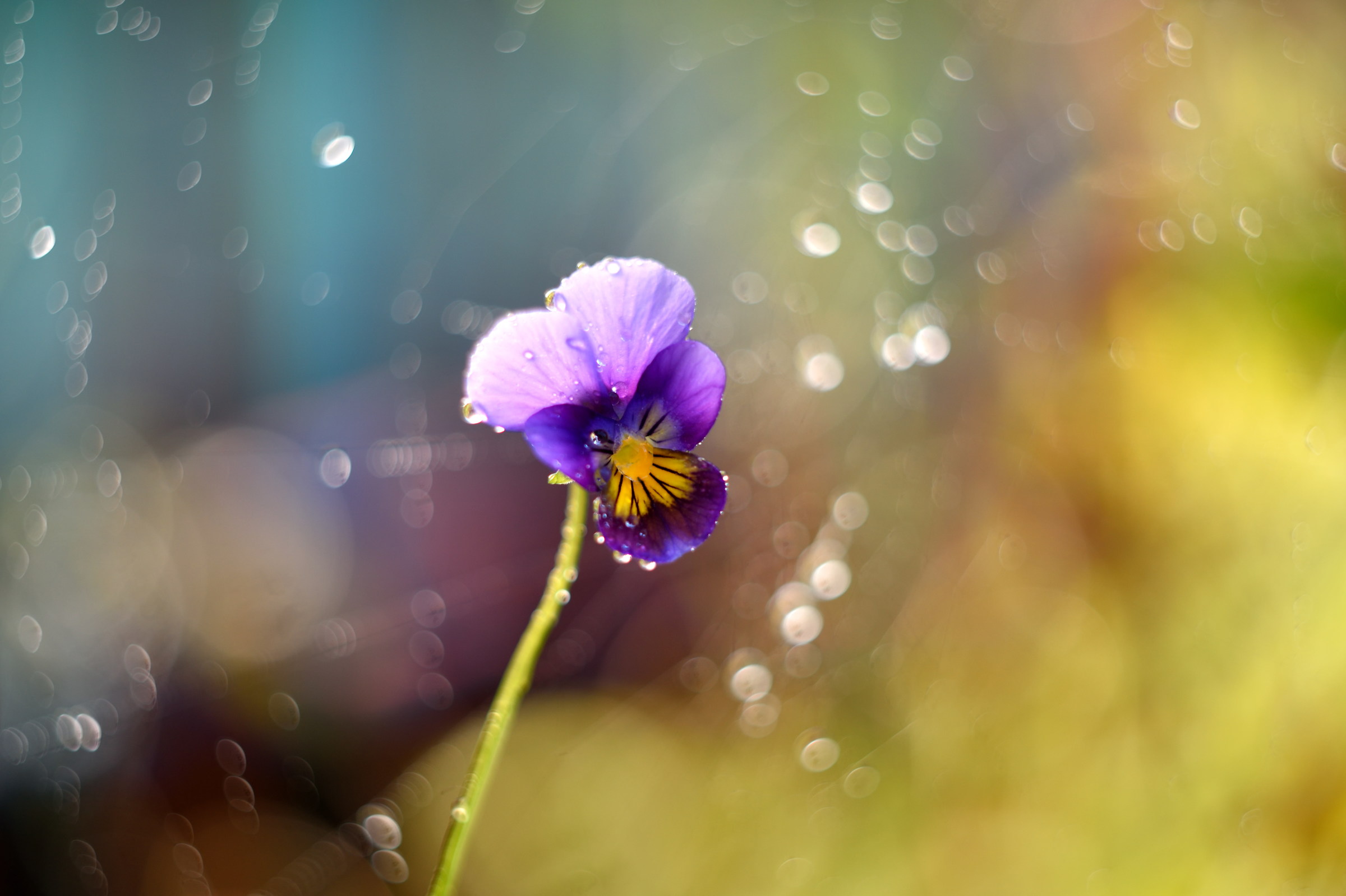 Color, Feelings, Everlasting Fights...