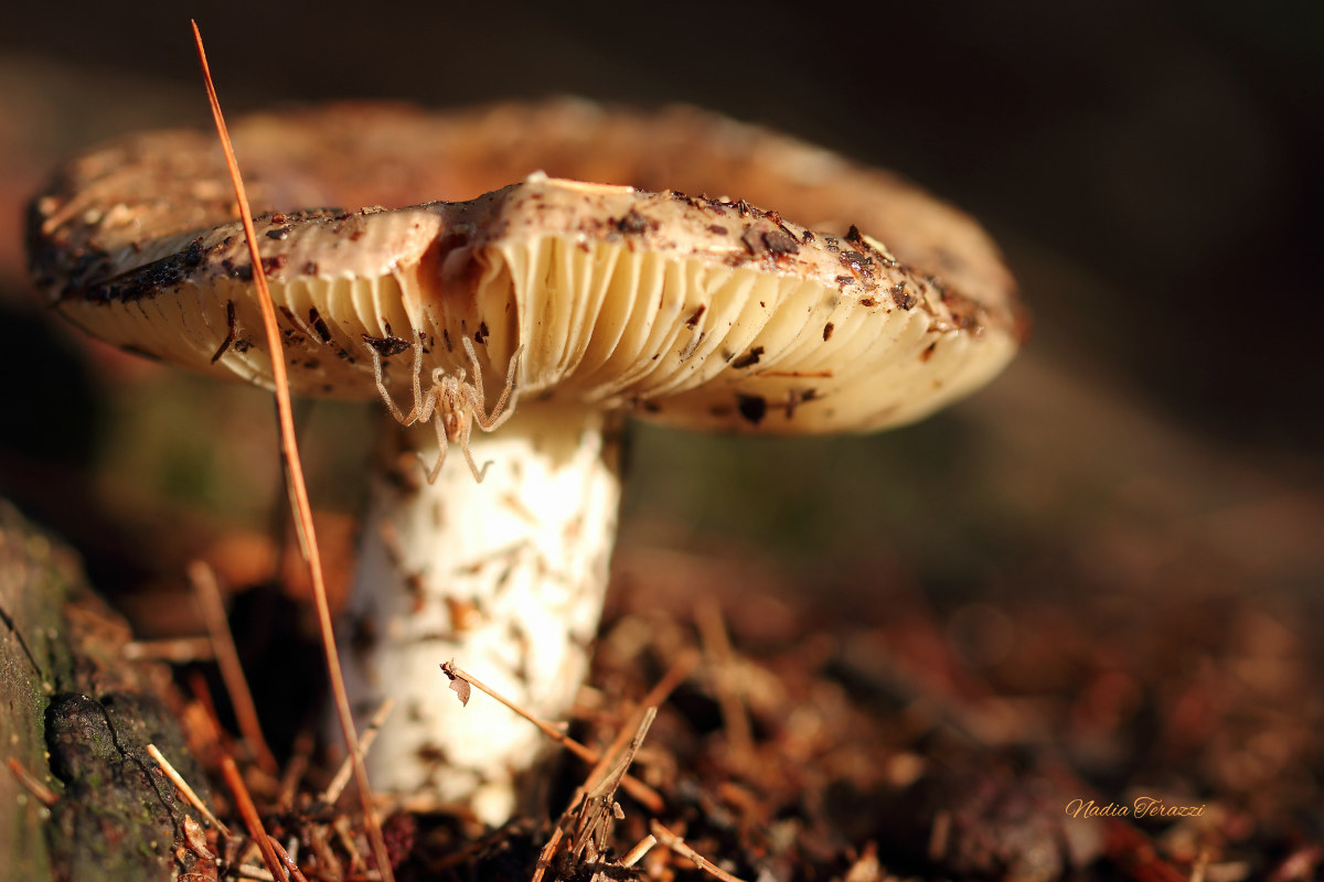 find the intruder ....