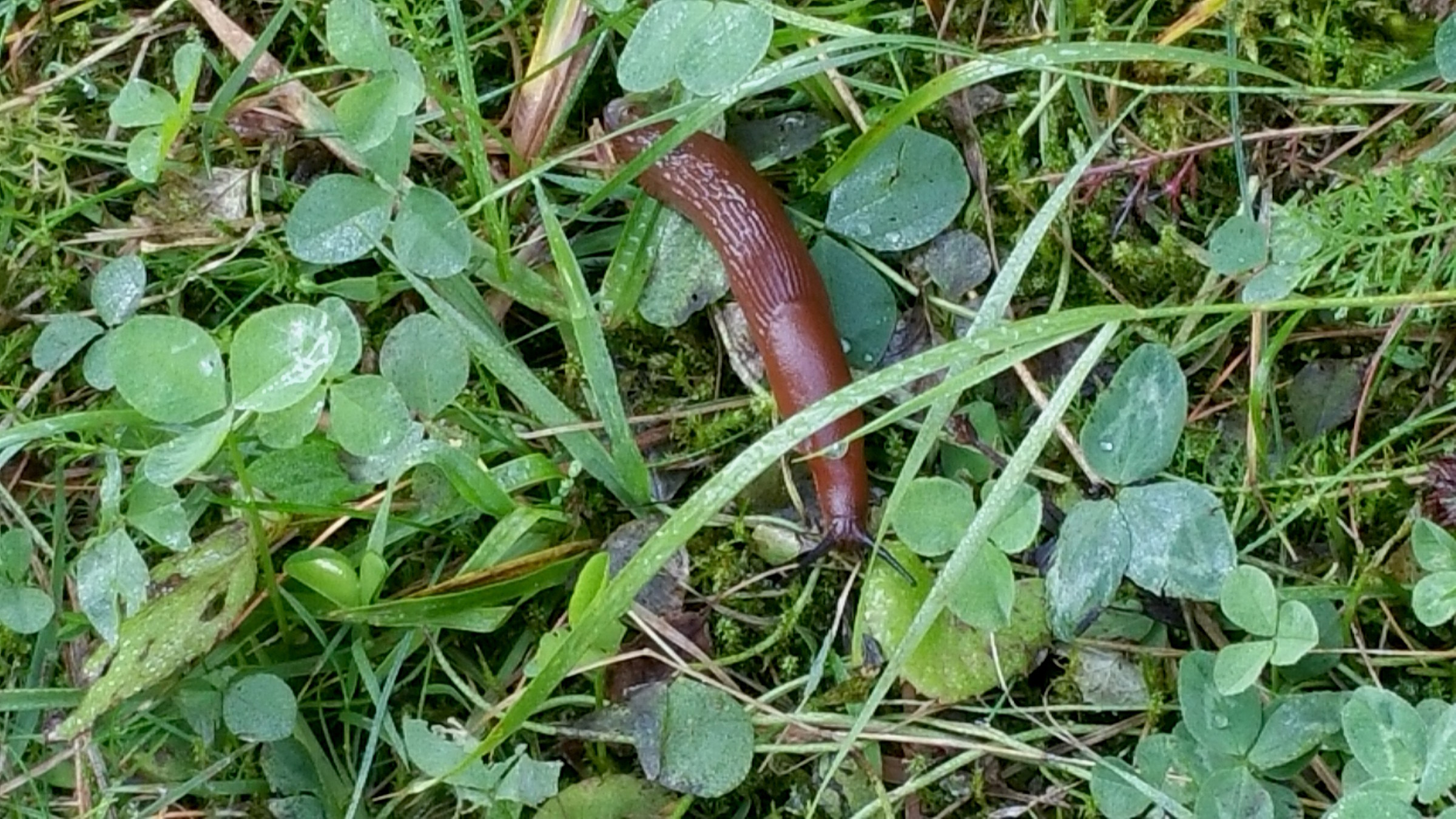 ha mangiato molta nutella