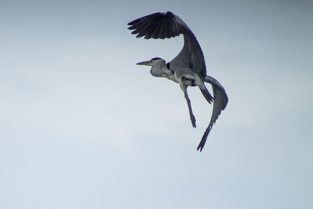 Heron - Oasis of the nerve